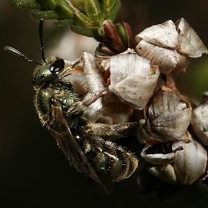Lasioglossum morio, W