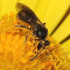 Lasioglossum morio, W