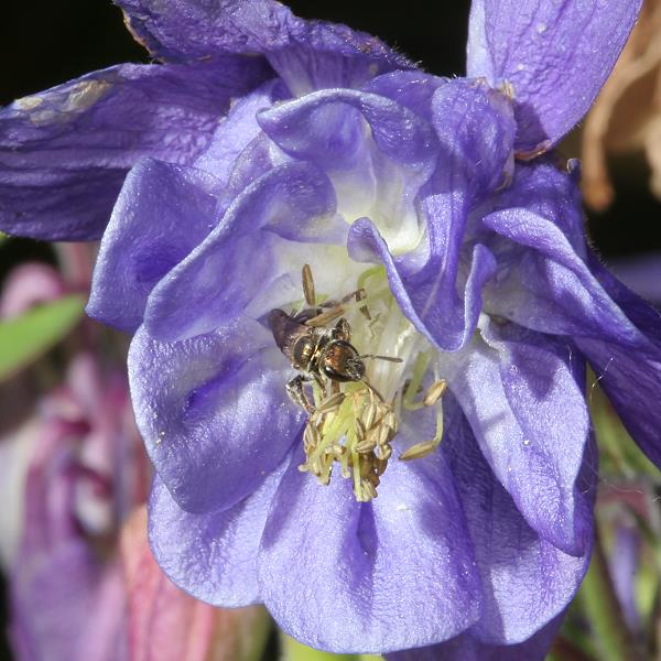 Lasioglossum morio, W