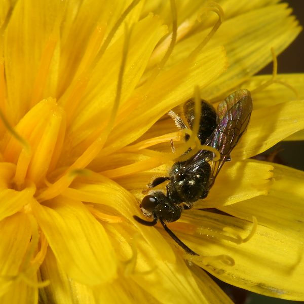 Lasioglossum morio, W