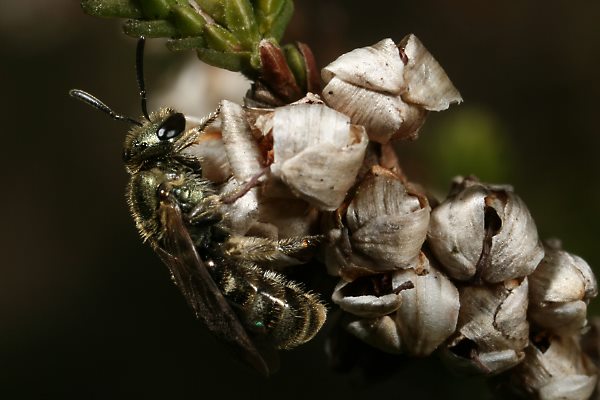 Furchen- bzw. Schmalbiene Lasioglossum morio, W