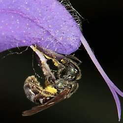 Furchen- bzw. Schmalbiene Lasioglossum nitidulum