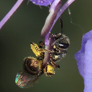 Lasioglossum nitidulum, W