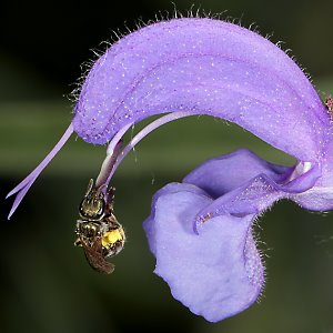 Lasioglossum nitidulum, W