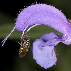 Lasioglossum nitidulum, W