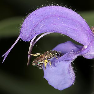 Lasioglossum nitidulum, W