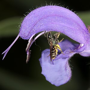Lasioglossum nitidulum, W
