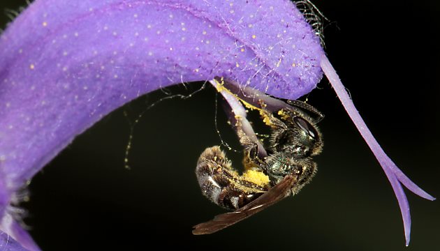 Lasioglossum nitidulum, W