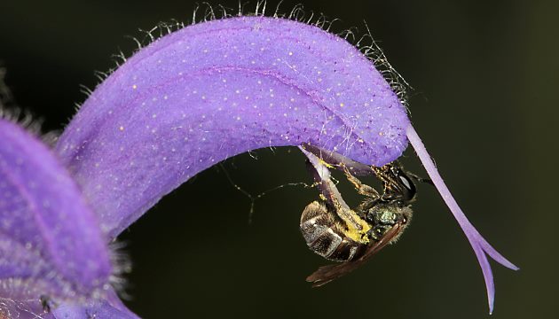 Lasioglossum nitidulum, W