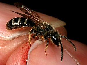 Lasioglossum pallens, M Lasioglossum pallens, M