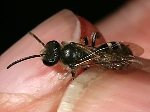 Lasioglossum pallens, M Lasioglossum pallens, M