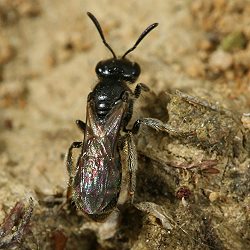 Furchen- bzw. Schmalbiene Lasioglossum pauxillum, W Furchen- bzw. Schmalbiene Lasioglossum pauxillum, W