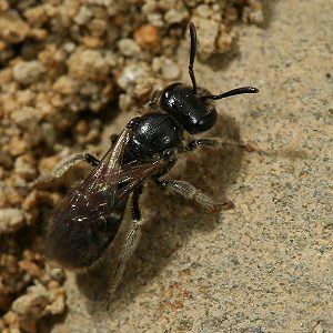Furchen- bzw. Schmalbiene Lasioglossum pauxillum, W