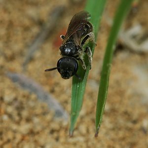 Lasioglossum pauxillum, W