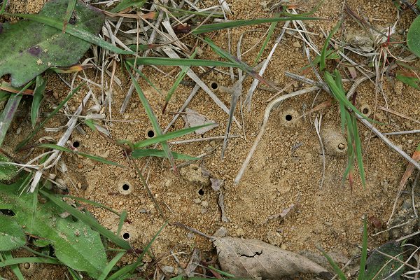 T&uuml;rmchen von Lasioglossum pauxillum (1)