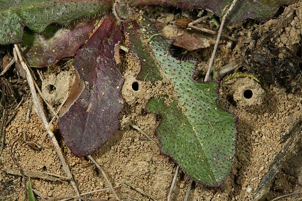 T&uuml;rmchen von Lasioglossum pauxillum (2)