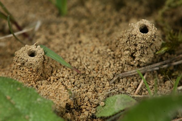 T&uuml;rmchen von Lasioglossum pauxillum (3)