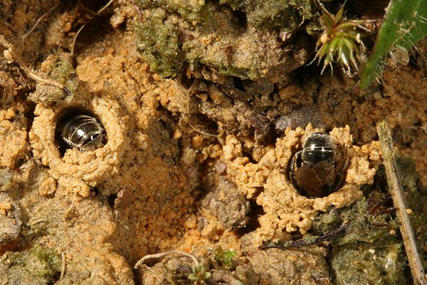 Zwei Lasioglossum-pauxillum-W in Nesteingangs-T&uuml;rmchen