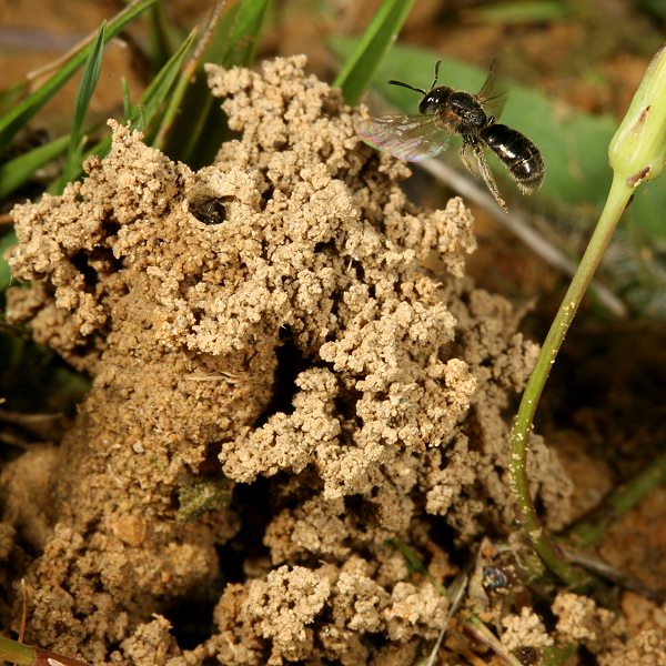 Lasioglossum pauxillum, W, im Anflug