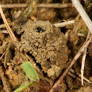 Lasioglossum pauxillum, W, im Nesteingangsturm (2)