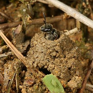 Lasioglossum pauxillum, W, im Nesteingangsturm (3)