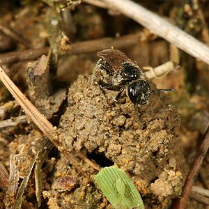 Lasioglossum pauxillum, W