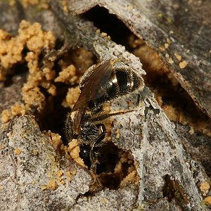 Lasioglossum pauxillum, W