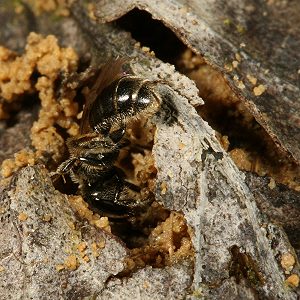Lasioglossum pauxillum, W