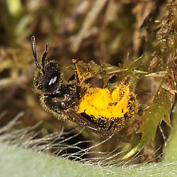 Furchen- bzw. Schmalbiene Lasioglossum punctatissimum, W Furchen- bzw. Schmalbiene Lasioglossum punctatissimum, W