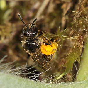Furchen- bzw. Schmalbiene Lasioglossum pauxillum, W