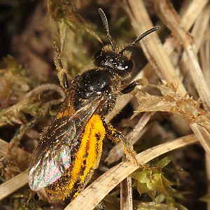 Lasioglossum pauxillum, W, im Anflug