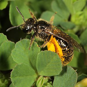 Lasioglossum punctatissimum, W, mit Pollen an Bauch & Hintertibien