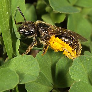 Lasioglossum punctatissimum, W, mit Pollen an Bauch & Hintertibien (2)