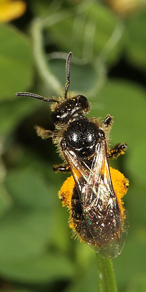 Lasioglossum punctatissimum, W, am Stengel (2)