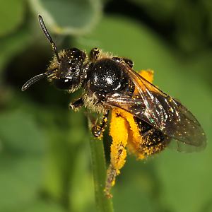 Lasioglossum punctatissimum, W