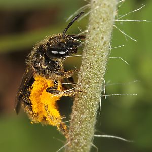 Lasioglossum punctatissimum, W