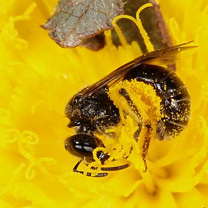 Lasioglossum punctatissimum, W, auf Hieracium pilosella (2)