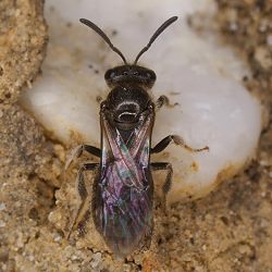 Furchen- bzw. Schmalbiene Lasioglossum semilucens, W Furchen- bzw. Schmalbiene Lasioglossum semilucens, W