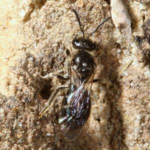 Lasioglossum semilucens, W