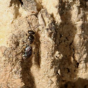 Lasioglossum semilucens, W