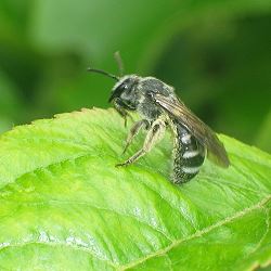 Furchen- bzw. Schmalbiene Lasioglossum sexnotatum, W Furchen- bzw. Schmalbiene Lasioglossum sexnotatum, W