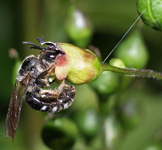 Furchen- bzw. Schmalbiene Lasioglossum sexnotatum, W