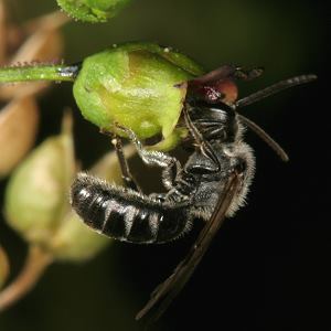 Lasioglossum sexnotatum, M