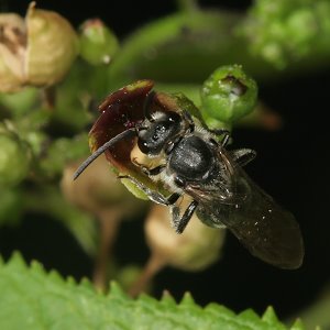 Furchenbiene Lasioglossum sexnotatum, M, an Scrophularia nodosa