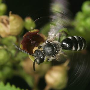 Lasioglossum sexnotatum, M, im Fluge