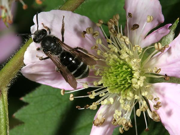 Furchen- bzw. Schmalbiene Lasioglossum sexnotatum, W