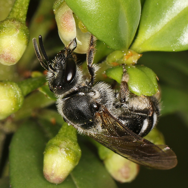 Lasioglossum sexnotatum, W an Ilex crenata