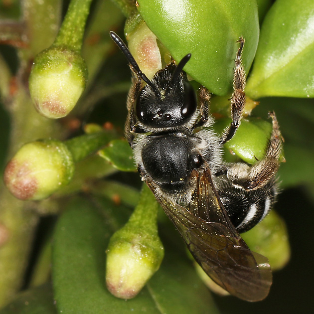 Lasioglossum sexnotatum, W an Ilex crenata