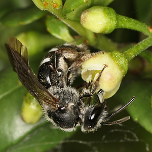 Lasioglossum sexnotatum, W an Ilex crenata