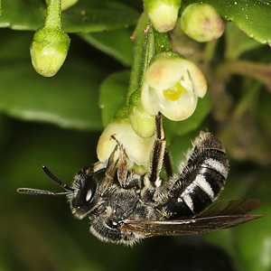 Lasioglossum sexnotatum, W an Ilex crenata